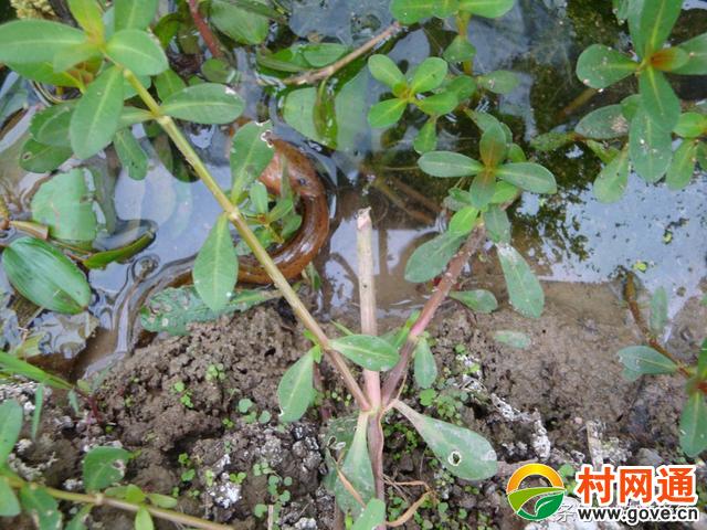 1,肉食性鱼类.如黄鳝,泥鳅,黑鱼.