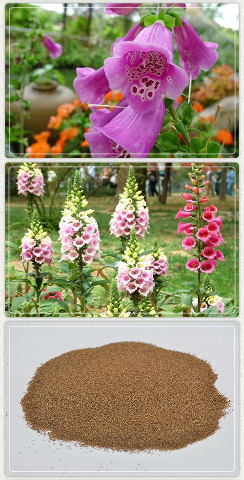 多年生长花种子毛地黄种子花园洋地黄种籽室内阳台四季易种指顶花
