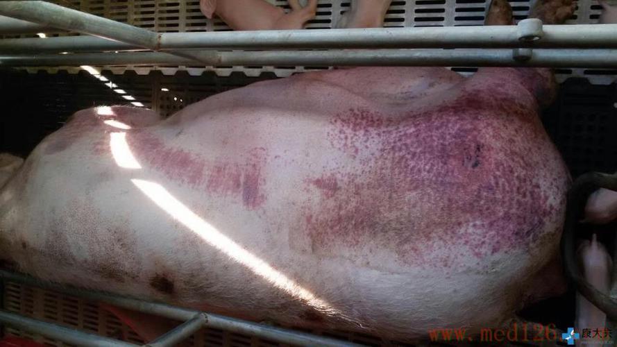 猪病体温:母猪产后皮肤出现红紫斑点