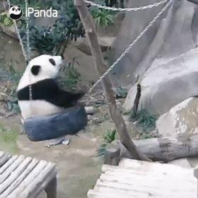 你对"胖达"的力量一无所知!