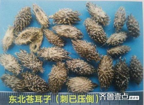 身边的中药|苍耳子