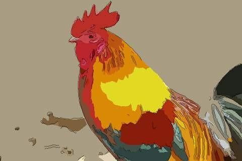 1981年属鸡的人2021年运势好不好