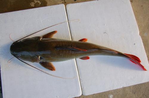 鲢胡子鱼简笔画